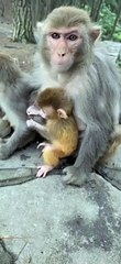 baby monkey cute animals 15