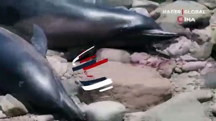 Meksika'da en az 30 yunus karaya vurdu