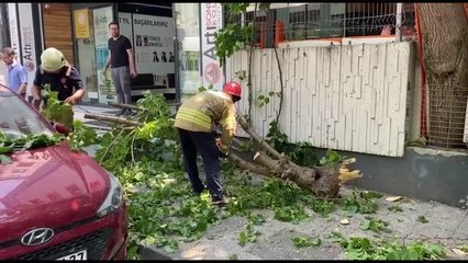 Kadıköy'de üzerine ağaç devrilen otomobilde hasar oluştu