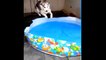 Huskies Being Dramatic & Weird  Cutest and Funniest Husky Puppy Moments