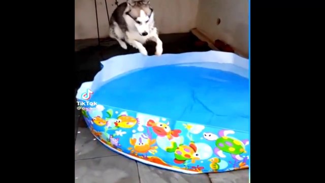 Huskies Being Dramatic & Weird Cutest and Funniest Husky Puppy Moments