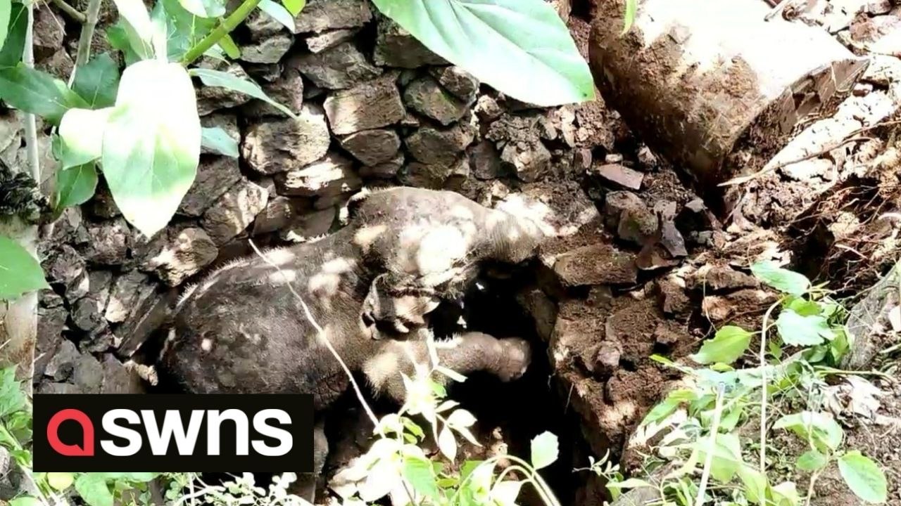 Baby elephant is rescued after getting trapped...