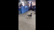 Ce chien joue au baseball comme un pro !