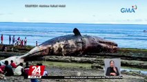Babala ng mga eksperto, 'wag lapitan o akyatin ang patay na sperm whale dahil maaari itong sumabog dahil sa na-produce na gas sa loob nito | 24 Oras