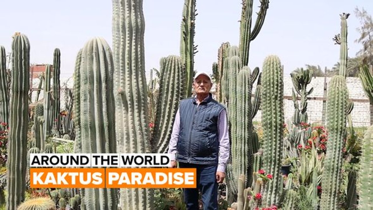 Around the world: Kaktusfarm