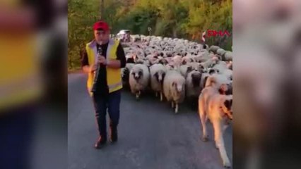 ORDU'DA KOYUN SÜRÜSÜNÜN KLARNETLİ YAYLA YOLCULUĞU