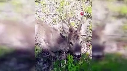 Mantar toplamak için gittiği arazide yaralı karaca yavrusu buldu