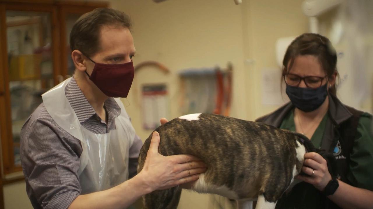 The Highland Vet video Dailymotion