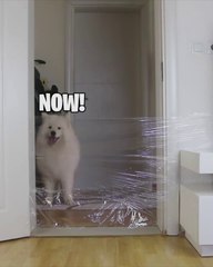 Dog reaction to the invisible wall challenge!