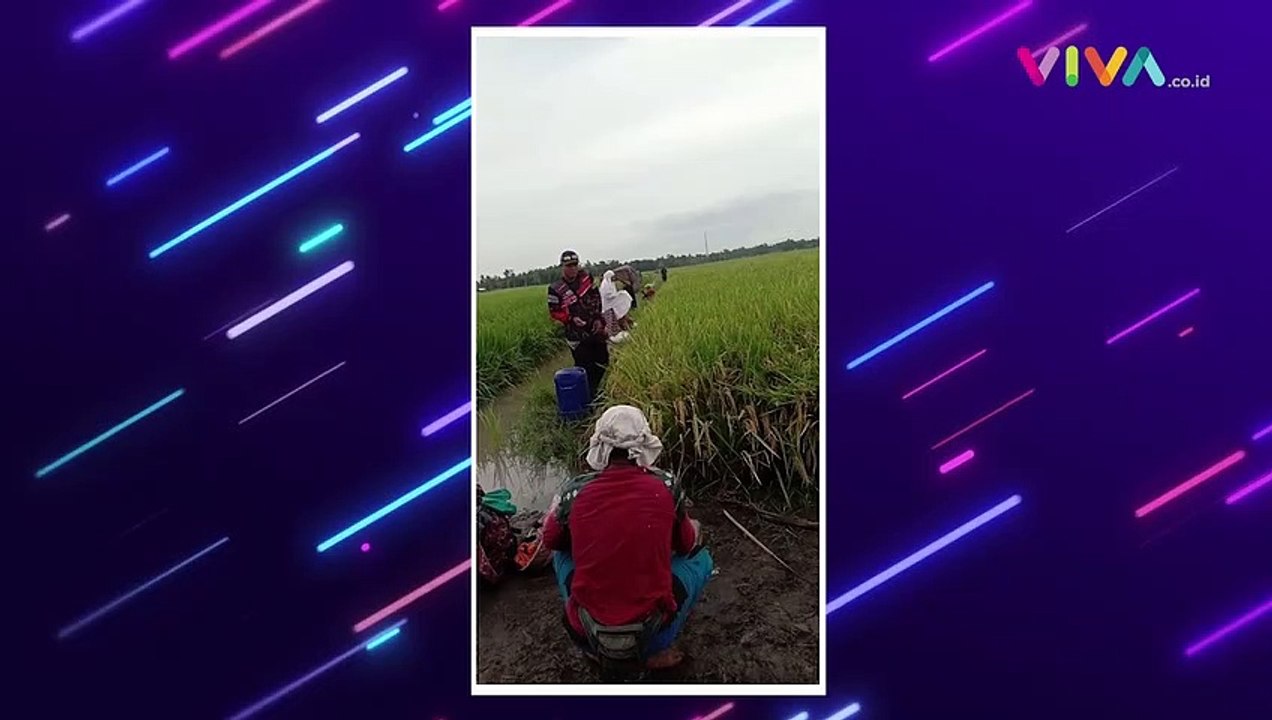 Aksi Ibu-ibu Salat di Tengah Sawah Viral di Media Sosial