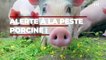 Alerte à la peste porcine : ce virus très contagieux détecté à la frontière française, les autorités sanitaires inquiètes