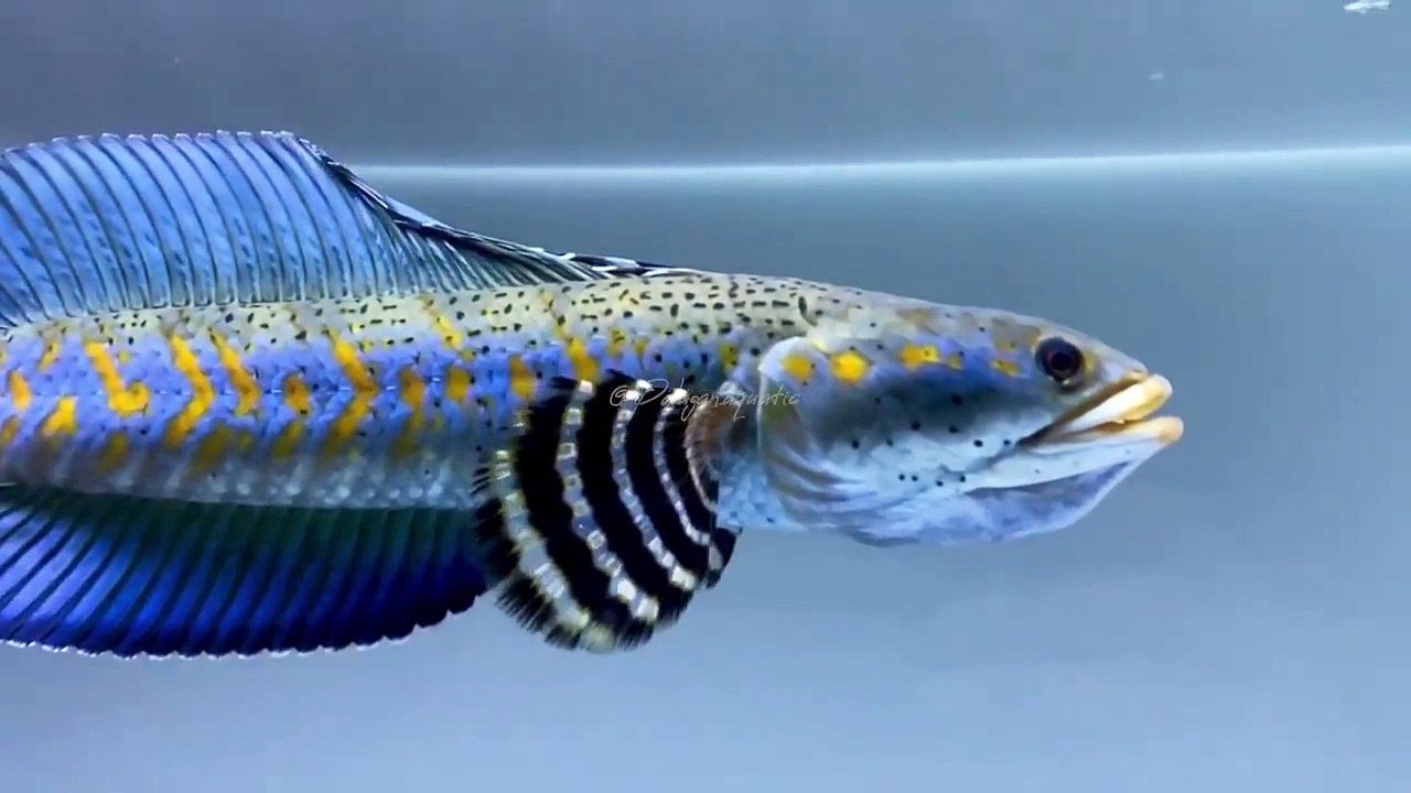 Channa blue pulcra