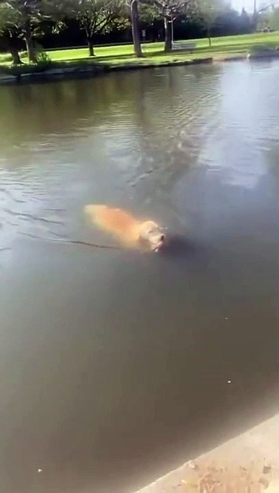 Un chien "sauve" un canard de la noyade