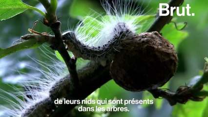 Les dangers des chenilles processionnaires