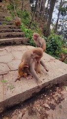 baby monkey lost his temper