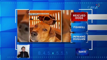 Mga asong nakatakdang ibenta para katayin, nasagip | Saksi