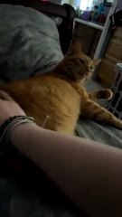 Cat Licks the Air While Get Scratches