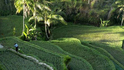 View Of The Countryside and Rice Fields