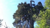 Scientists may have found the world’s oldest tree in Chile