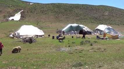 Yaylalarda konaklayan göçerlerin süt sağım mesaisi başladı