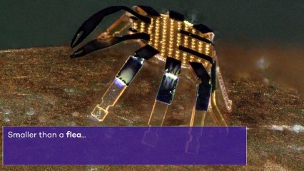 El robot más pequeño del mundo: tiene forma de cangrejo