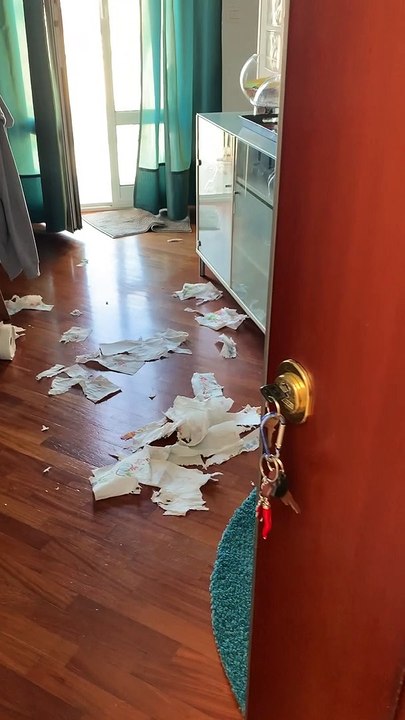 Guilty Dog Tries to Hide