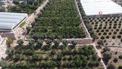 Siyah erikte ilk hasat