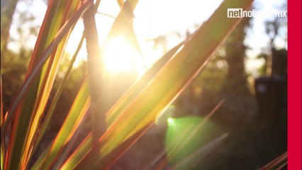 Deja fuera de casa las plagas de temporada