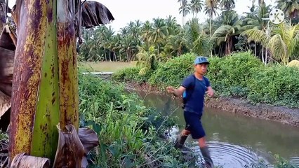 berburu kepiting bakau kepiting sungai