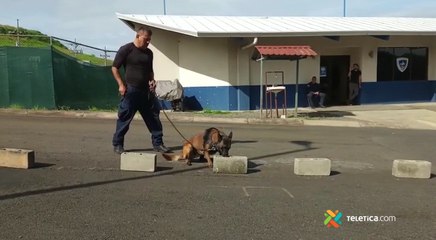 tn7-agentes-caninos-fuerza-pública-270522