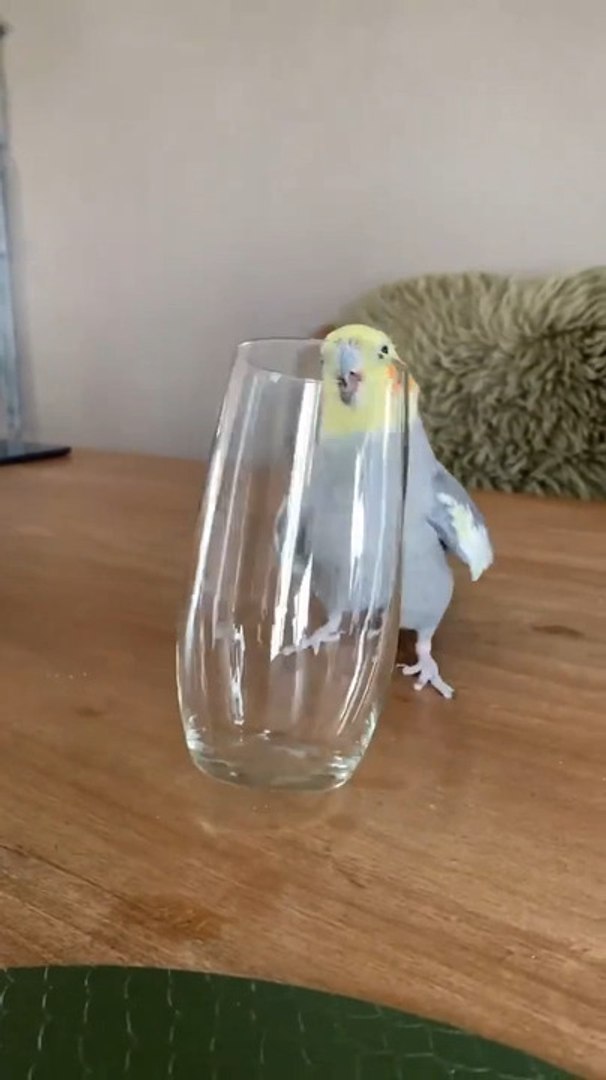 ⁣Cockatiel Chirps Excitedly After Knocking Down Glass