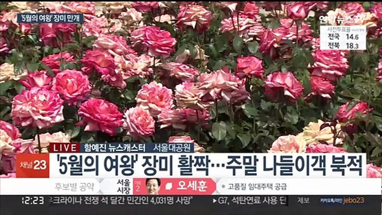 천만 송이 장미 '활짝'…주말 나들이객 북적