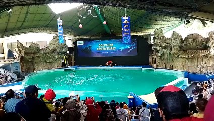 Dolphin Adventures, Aksi Lumba-lumba  bikin ngakak