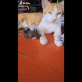Funniest cats  - Don't try to hold back Laughter  - Funny cats Life - Cat pet lover
