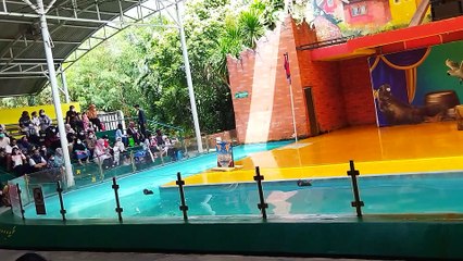 Sea Lions, Singa Laut Beraksi