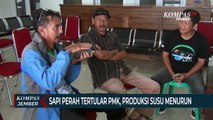 Ratusan Ekor Sapi Perah Tertular PMK, Produksi Susu Menurun