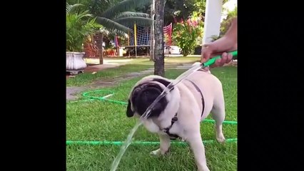 Best Animals  2 Minutes of Funny Cats and Dogs Videos 2022_ Funny Videos