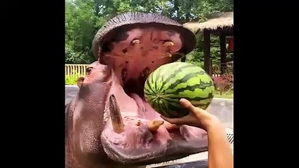 Best Animals  2 Minutes of Funny Cats and Dogs Videos 2022_ Funny Animal videos