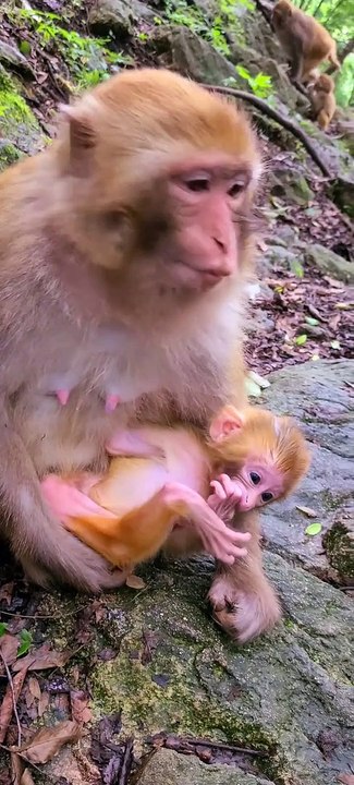 Baby monkey cute animals 18