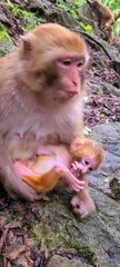 Baby monkey cute animals 18