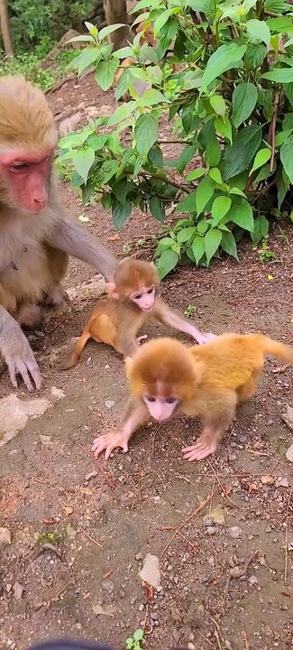Baby monkey cute animals 19