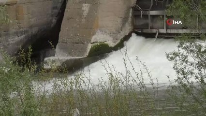 Kars'ta balıkların ölüm göçü başladı