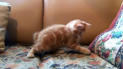Cute and Funny Cat Videos kucing lucu
