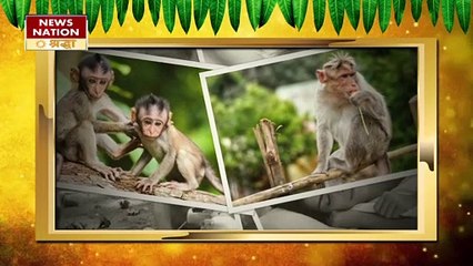 अगर सपने में दिखते हैं इस तरह से बंदर, पैसा और खुशियां आती हैं घर के अंदर