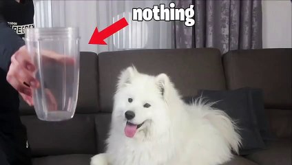 Feeding My Dog Invisible Treats!