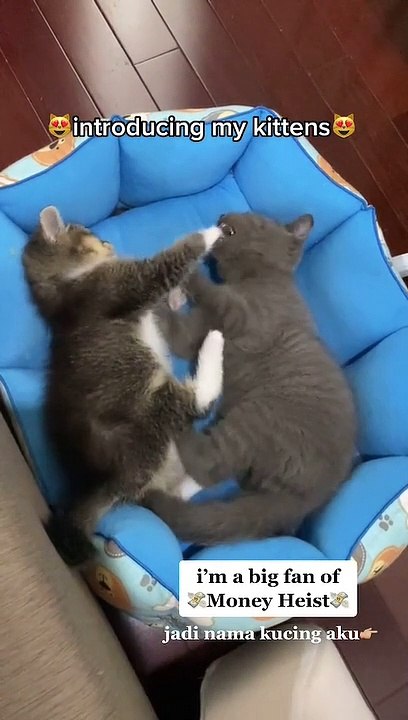 cat cute part 5