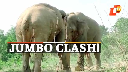 Elephants Lock Horns In Haridwar Forest