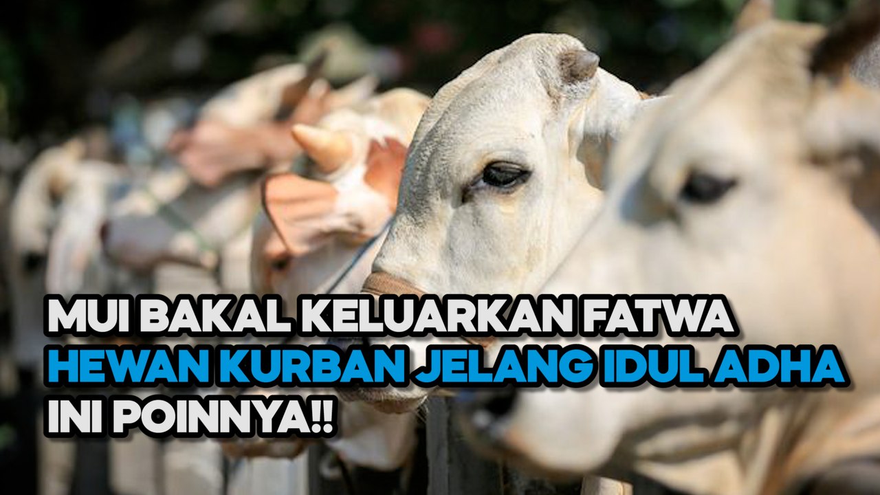 MUI Bakal Keluarkan Fatwa Hewan Kurban Jelang Idul Adha, Ini Poinnya