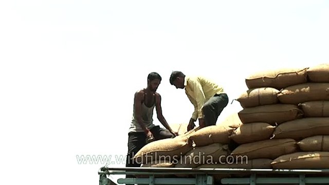 Men loading sacks of wheat into a truck