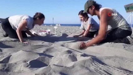 Yuvalama sezonu başlayan kaplumbağalar için Antalya'nın dünyaca ünlü 3 kumsalında girişler kısıtlandı